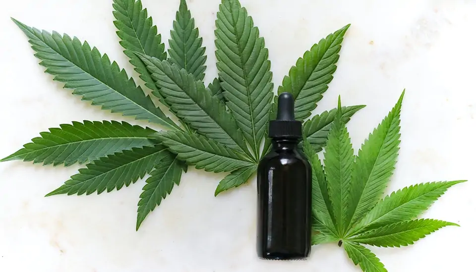 A bottle of CBD oil surrounded by CBD leaves.